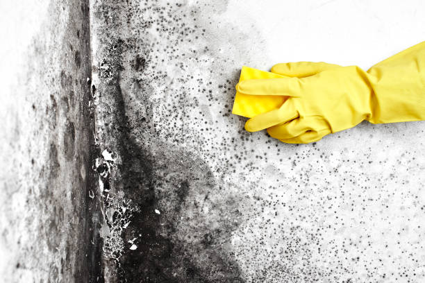 Best Mold Removal Company Near Me  in Sprague, WV