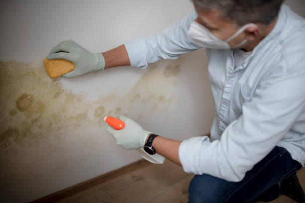 Best Mold Damage Repair  in Sprague, WV