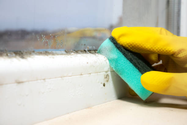 Best Attic Mold Removal  in Sprague, WV