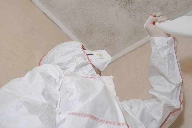 Best Local Mold Removal Service  in Sprague, WV