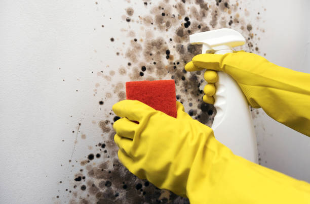 Best Professional Mold Removal  in Sprague, WV